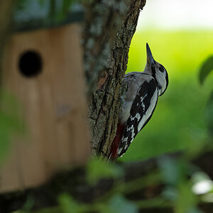 NIKON Z 8_2023_06_26_14_44_GZ8_0001.jpg