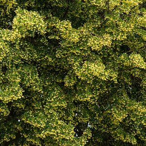 Lindenblüten 2.jpg