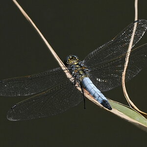 ZSD_6238_nff.JPG