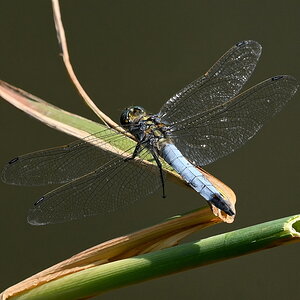 ZSD_6193_nff.JPG