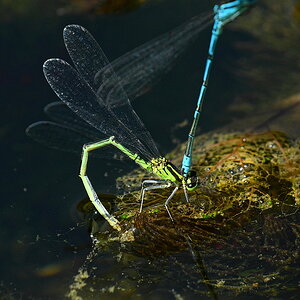 ZSD_6449_nff.JPG