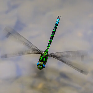 Libelle.jpg