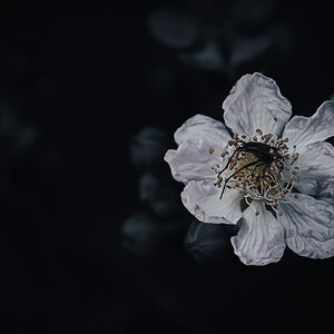 Blüte mit Besucher