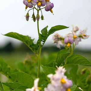 Kartoffelblüte 3-1.jpg