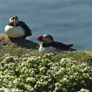 Puffins-2.jpg