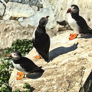 Puffin-5.jpg