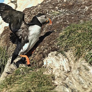 Puffin-6.jpg