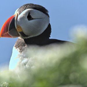 Puffin-7.jpg