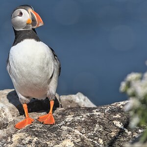Puffin-8.jpg