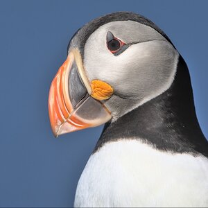Puffin-9.jpg