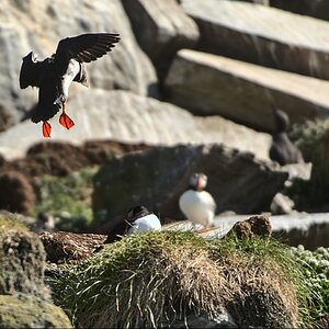 Puffin-10.jpg