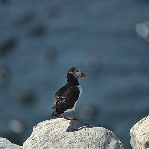 Puffin-11.jpg