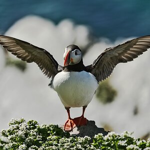 Puffin-12.jpg