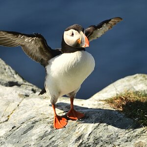 Puffin-13.jpg