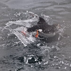 Puffin-16.jpg