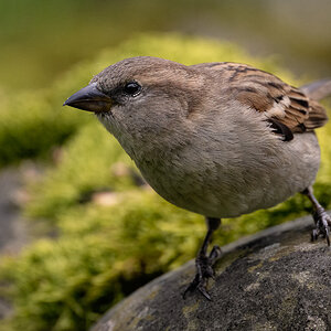 20230518-_DSC6348-Bearbeitet.jpg