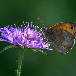 Z9C_9116_12.jpg