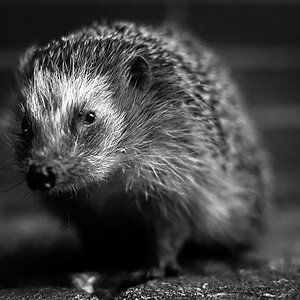 Igel 2 BW.jpg