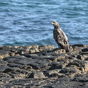 Seeadler-1.jpg