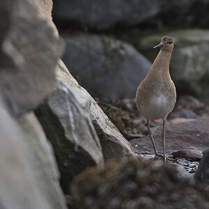 Strandläufer-4.jpg