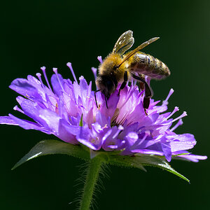 Hummel.jpg