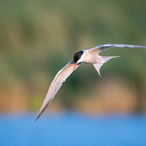 _D5C3069-DeNoiseAI-clear.jpg