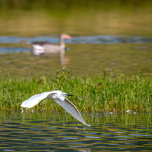 _D5C3930-DeNoiseAI-clear.jpg