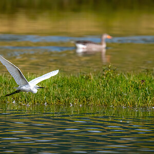 _D5C3929-DeNoiseAI-clear.jpg