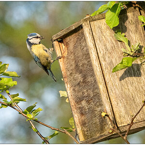 120 In der Bünte – Blaumeise am Vogelhäuschen