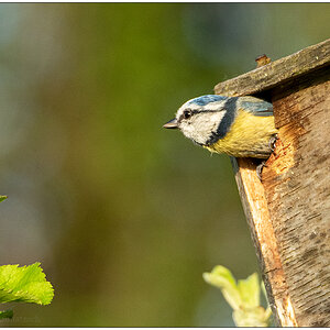 121 In der Bünte – Blaumeise vorm Abflug