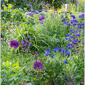 123 In der Bünte – Blumenmeer