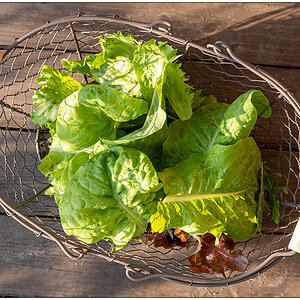 126 In der Bünte – Salat