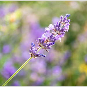 128 In der Bünte – Lavendel