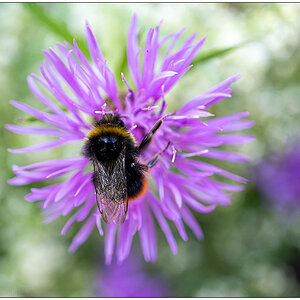 129 In der Bünte – Blüte mit Hummelbesuch