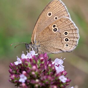 Brauner Waldvogel 2.jpg
