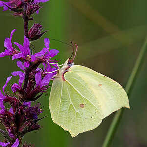 D50_4989_Zitronenfalter_IA_8_2021.jpg