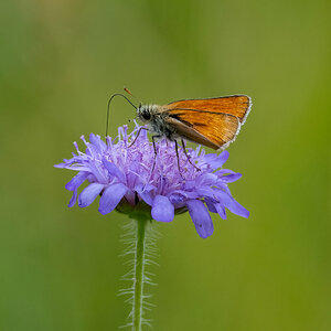 Schmetterling auf Lila Blume.jpg