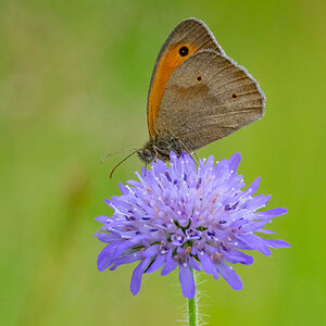 Schmetterling2 auf Lila Blume.jpg