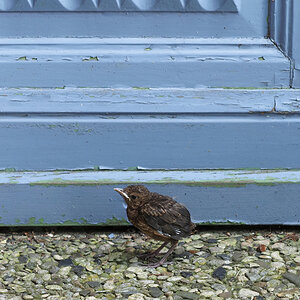 Amsel jung.jpg