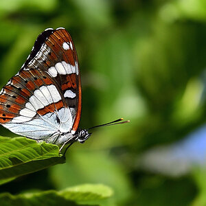 Nikkor DX Z 16-50mm VR - Ma_01.JPG