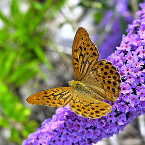 Nikkor DX Z 24mm 1.7 - Ma_01.JPG