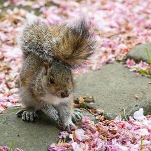 Eichhörnchen Kirschblüten.jpg