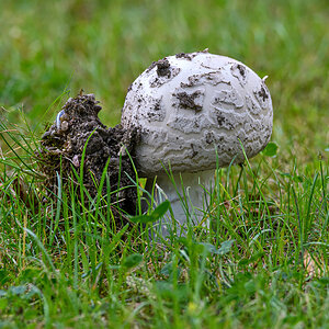 OF5_40543.jpg