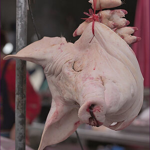 comp_2Pig3.jpg