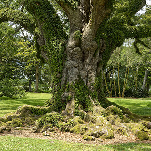 Old Oak