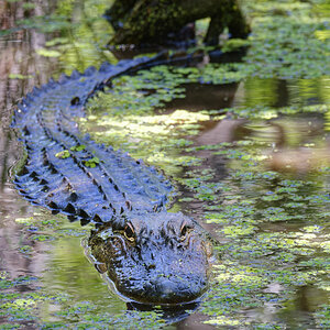 Alligator 1