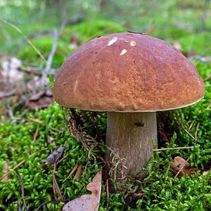 Steinpilz.jpg