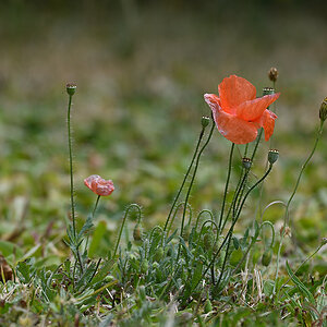 Mohn_D500_DSC1279.jpg