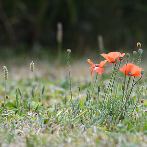 Mohn_D500_DSC1280.jpg