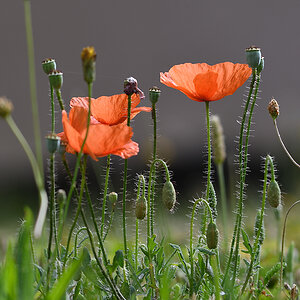 Mohn_D500_DSC1282.jpg